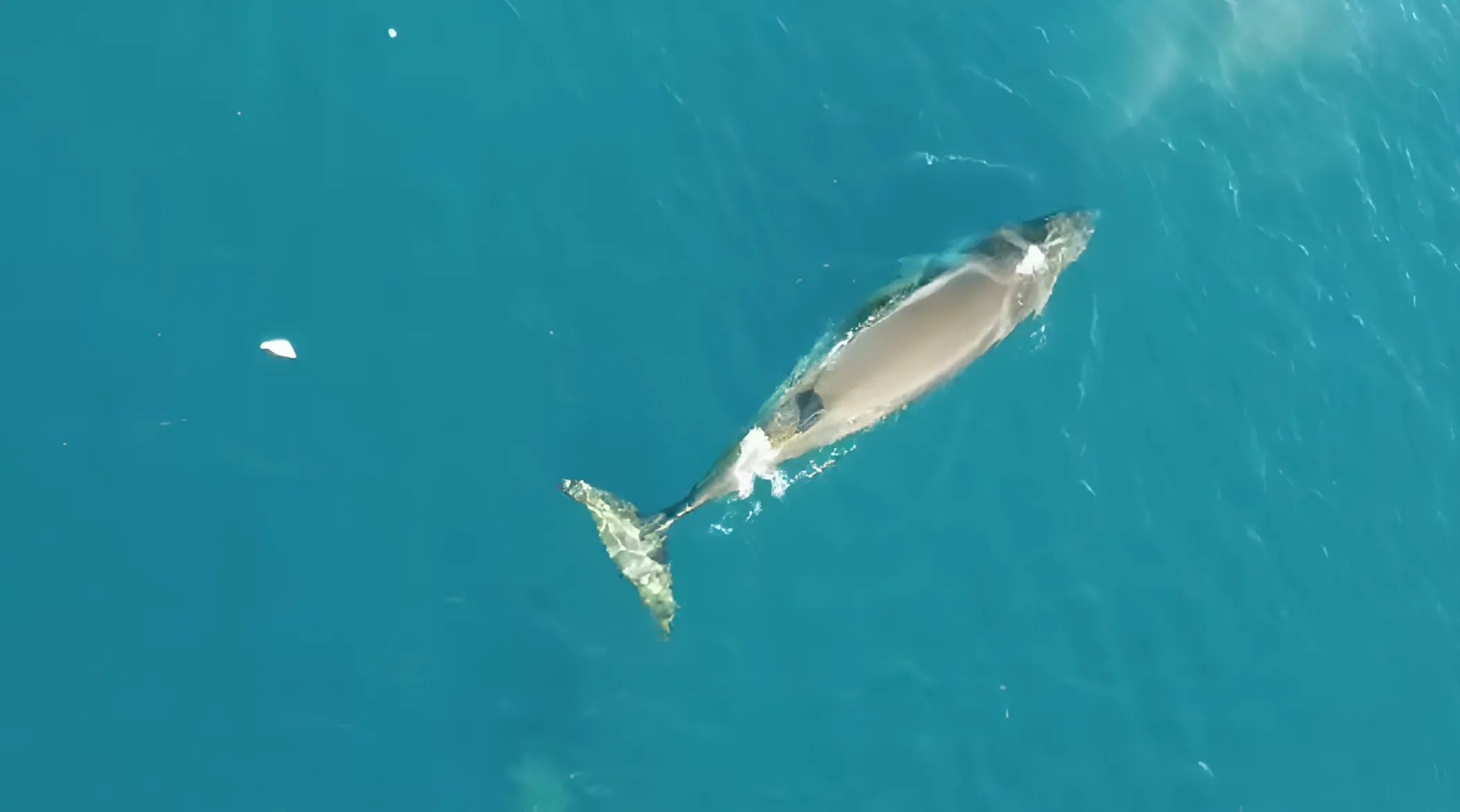 Українські полярники зафіксували рідкісного кита: унікальні кадри