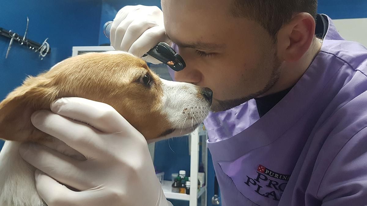 Ветеринарна клініка: що важливо знати господарям хвостиків - фото 1