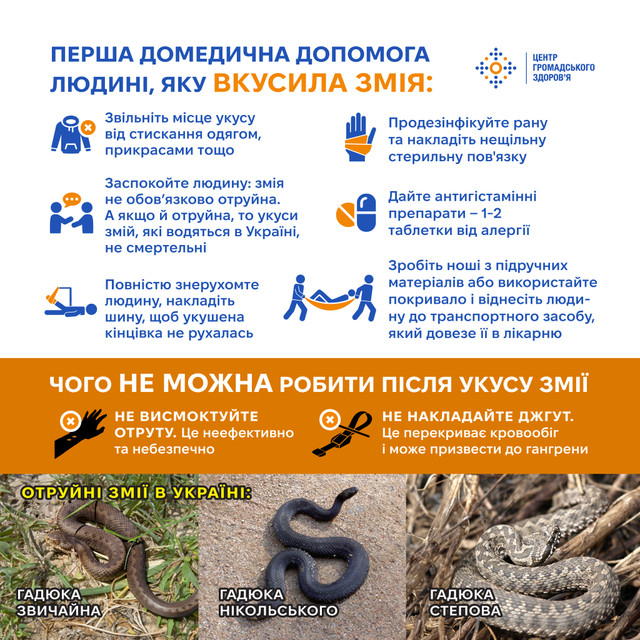 Змії активізуються: як уберегтися від укусу та що робити у разі небезпеки - фото 557065