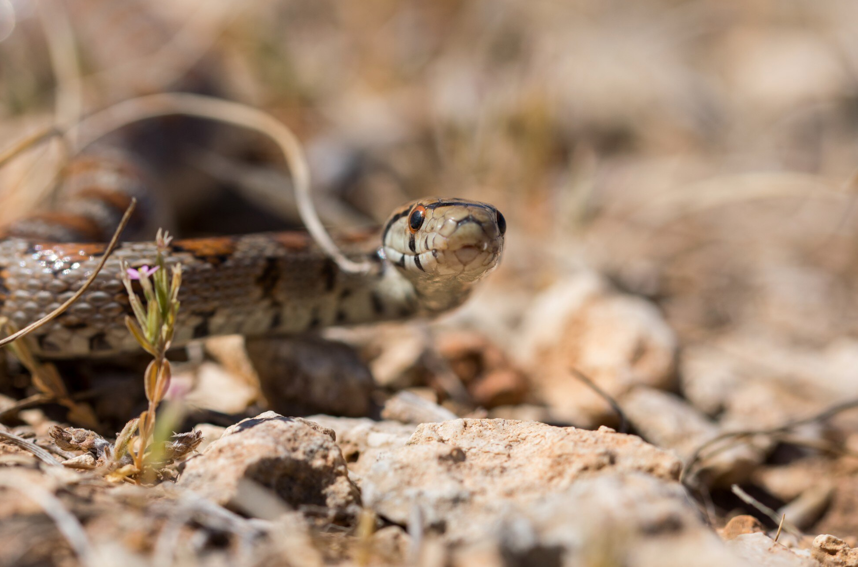 Змії активізуються: як уберегтися від укусу та що робити у разі небезпеки