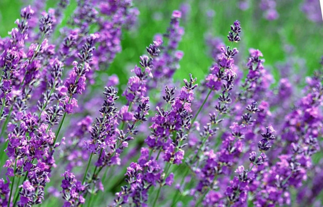 Чебрець у букет на Зелені свята- фото 557864