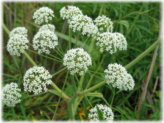 Любисток у букет на Зелені свята- фото 557866