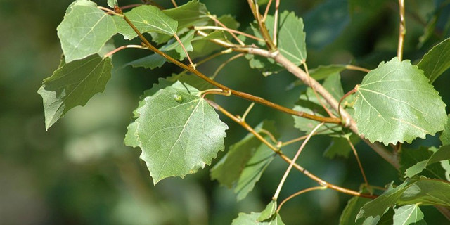 Осика вважалася грішним деревом - фото 557873
