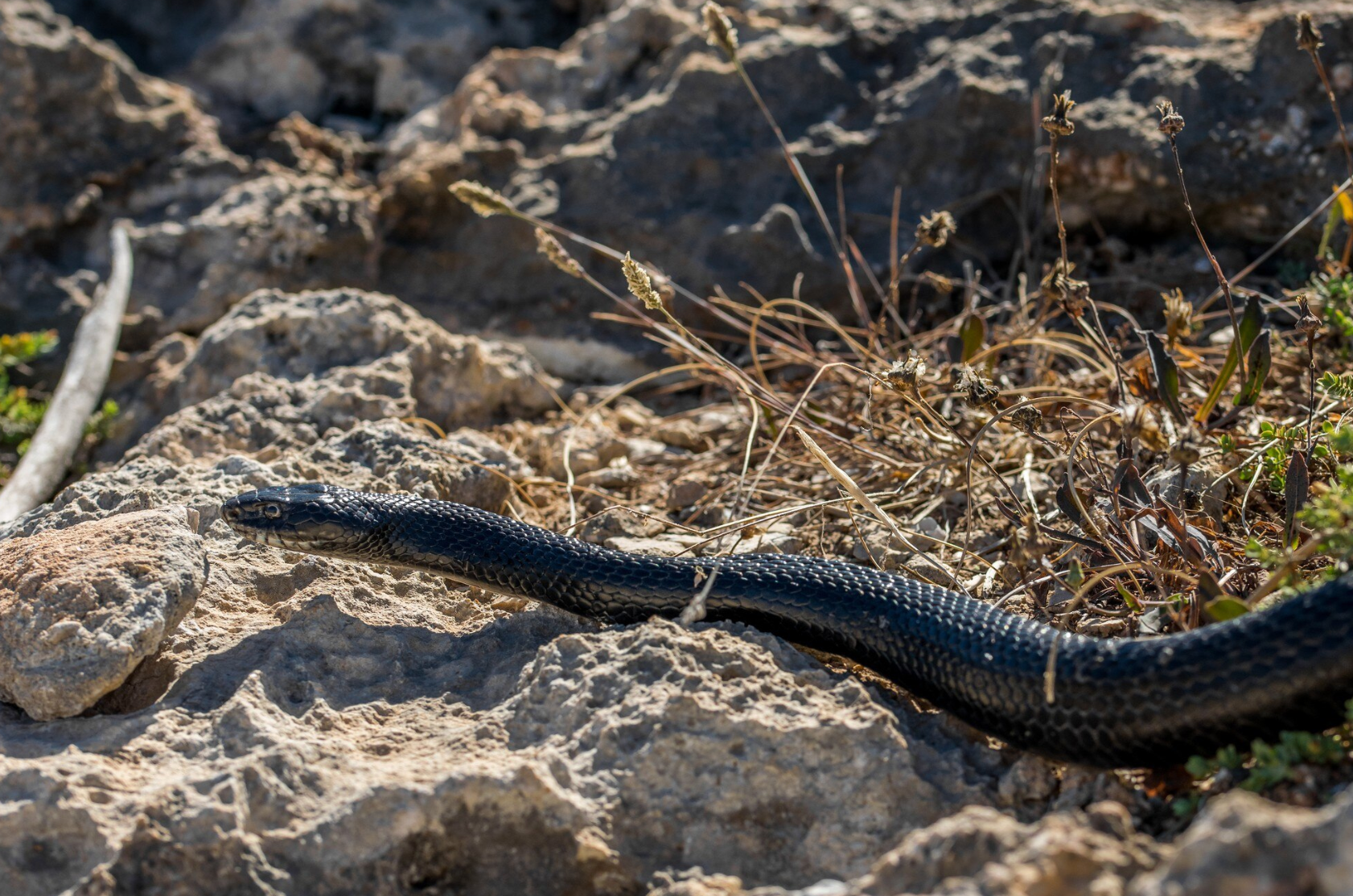 Змії більше ніколи не підповзуть: дачники розповіли, як їх позбутись на ділянці