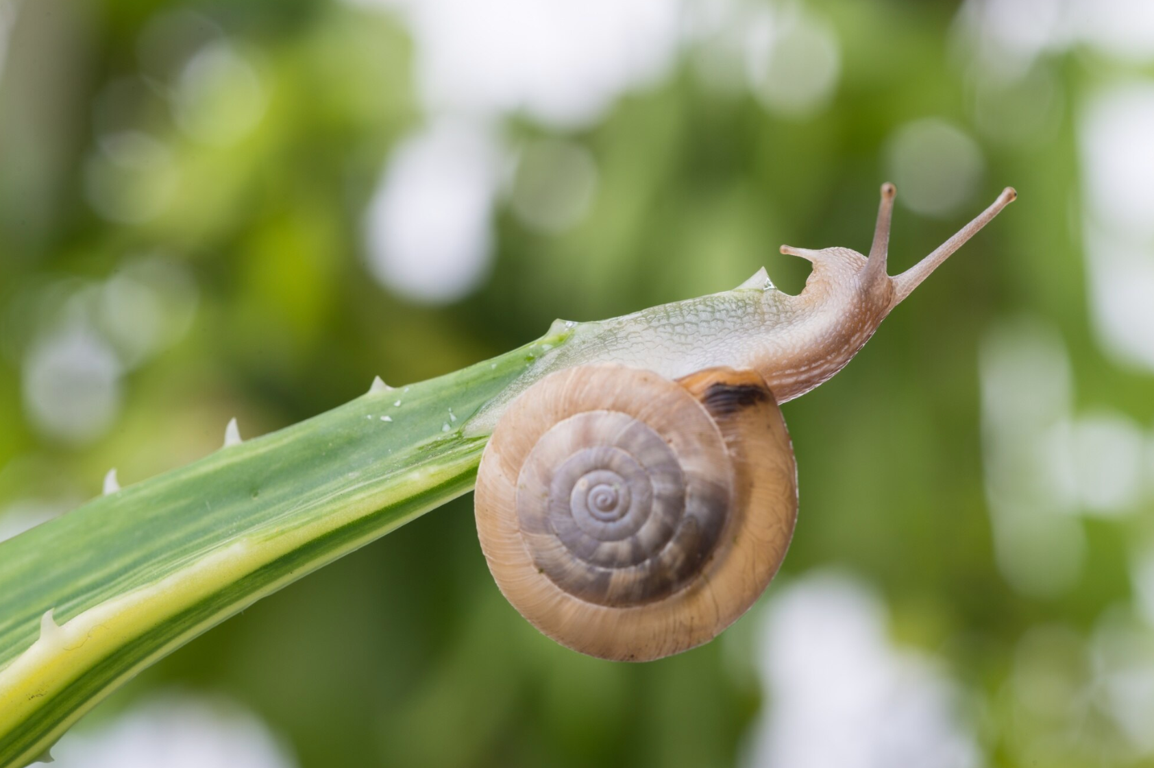 Як захистити полуницю від равликів: один засіб, який справді працює