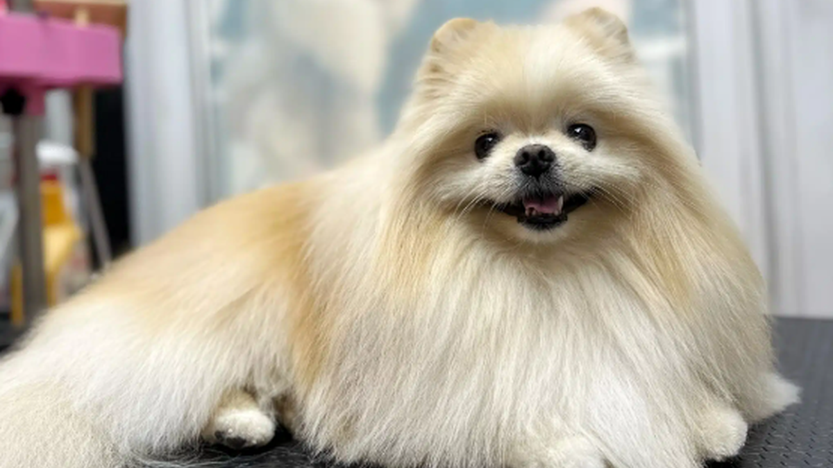 Померанський шпіц: як доглядати за шерстю, щоб вона не втрачала обʼєм і блиск