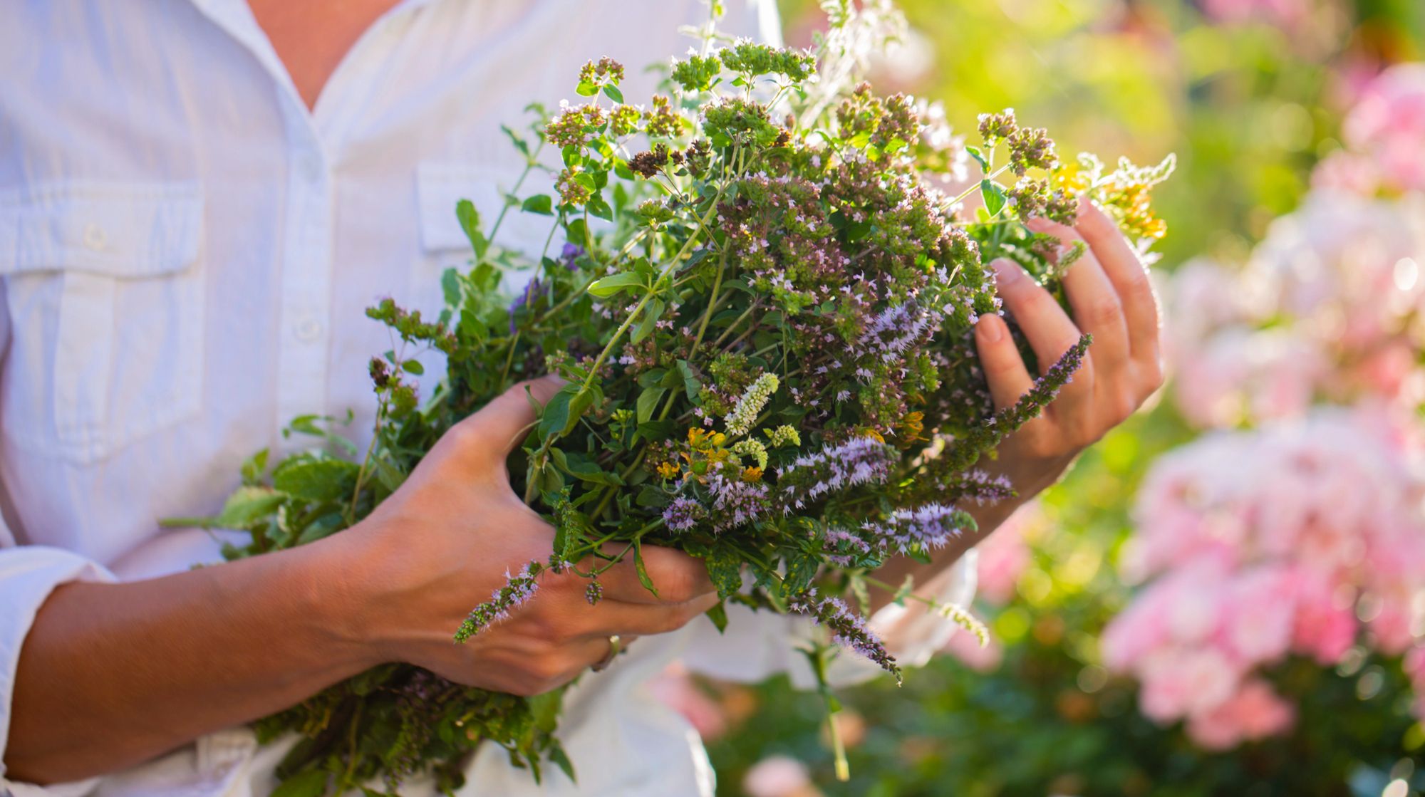 Купальські трави: які рослини потрібно збирати на Івана Купала