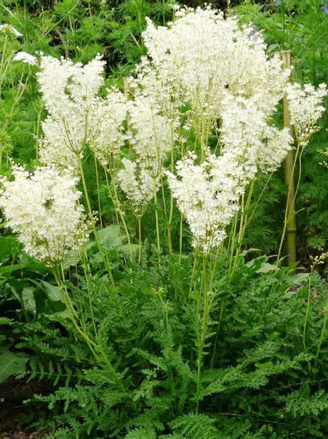 Гадючник болотяний або лабазник - фото 558575