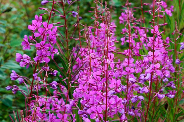 Іван-чай  - фото 558576