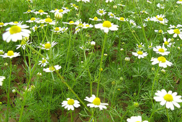 Ромашка лікарська  - фото 558578