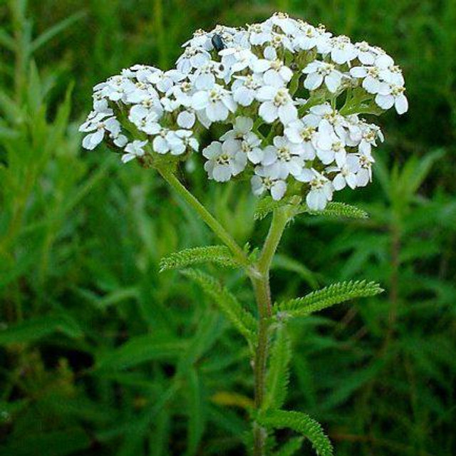 Деревій звичайний  - фото 558580