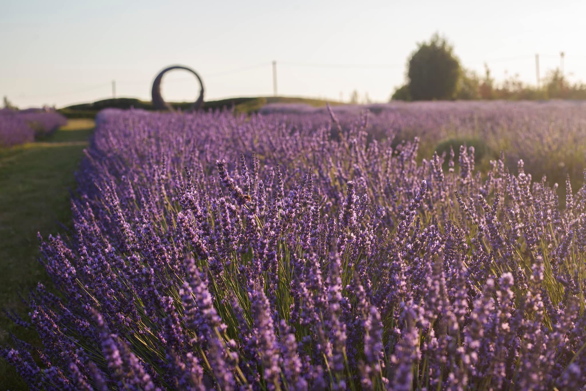 У Добропарку на Київщині стартував сезон лаванди: що підготували для відвідувачів