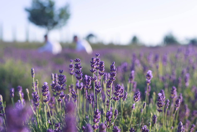 У Добропарку стартував щорічний сезон лаванди - фото 558675