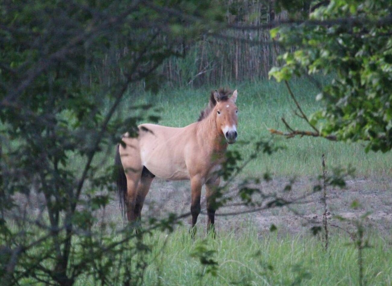 Загадковий і дуже самотній: у Чорнобильському заповіднику помітили особливого коня