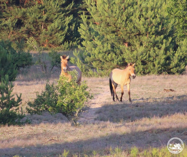 Життя Білолобого змінило юне лоша - фото 558879