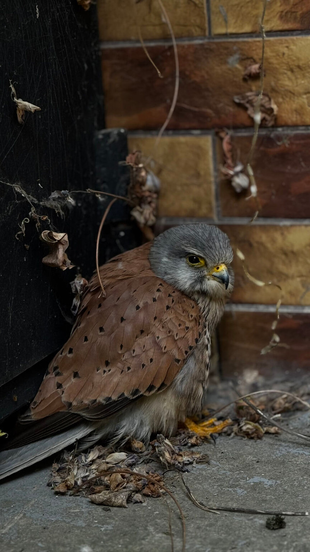 Боривітер виглядає так, ніби планує будувати модельну кар'єру - фото 558951
