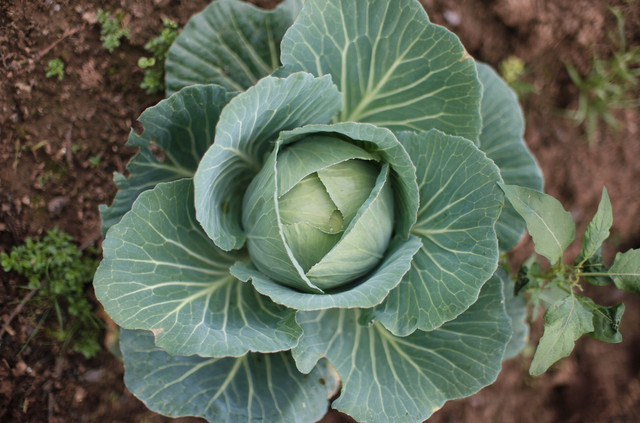 Посадіть це в липні, щоб тішити себе щедрим урожаєм восени - фото 559441