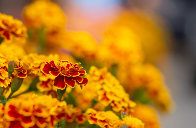 Посадіть це в липні, щоб тішити себе щедрим урожаєм восени - фото 559442