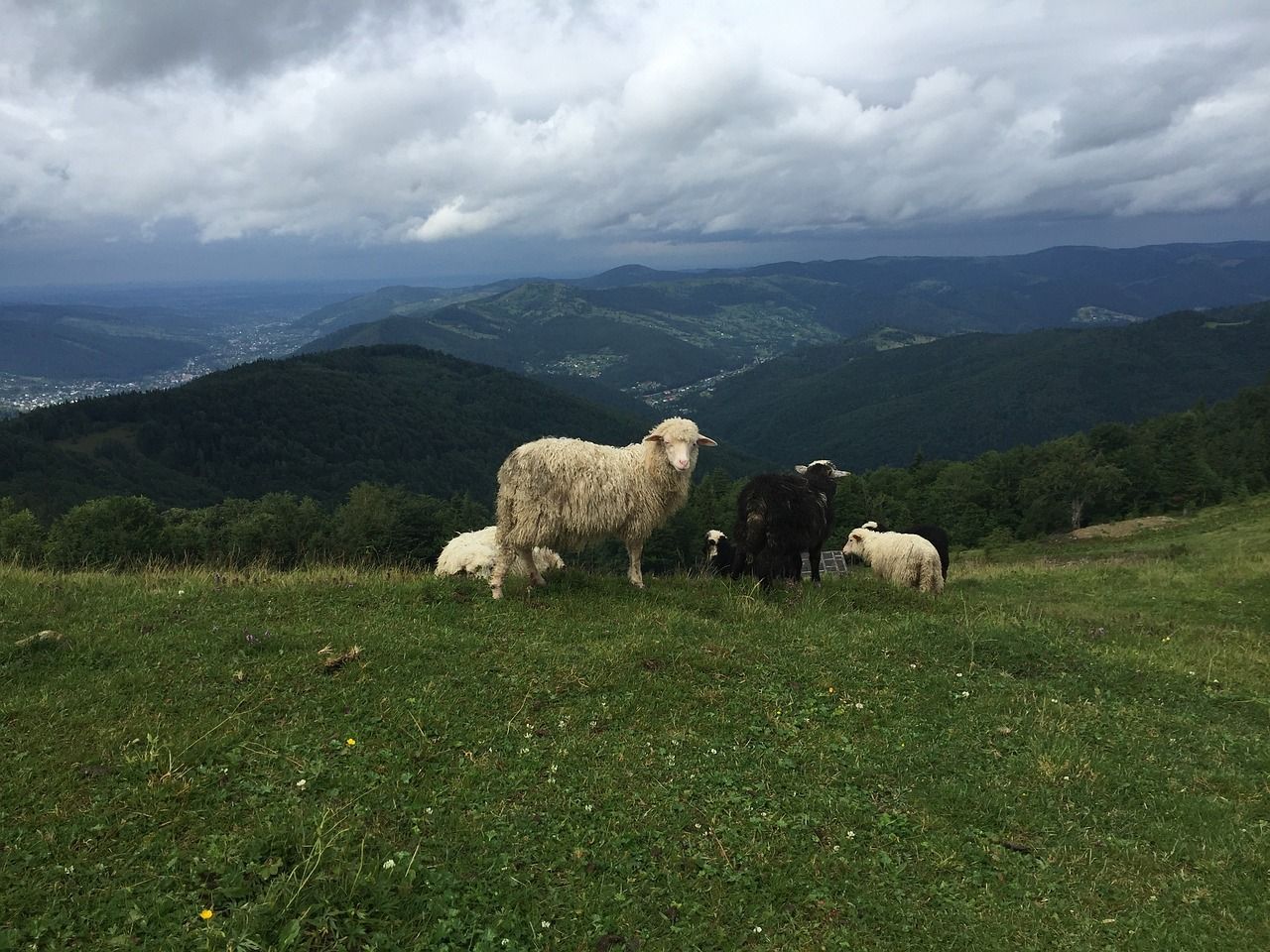 Відкрийте для себе смак Карпат: 5 автентичних страв, які обов'язково варто скуштувати