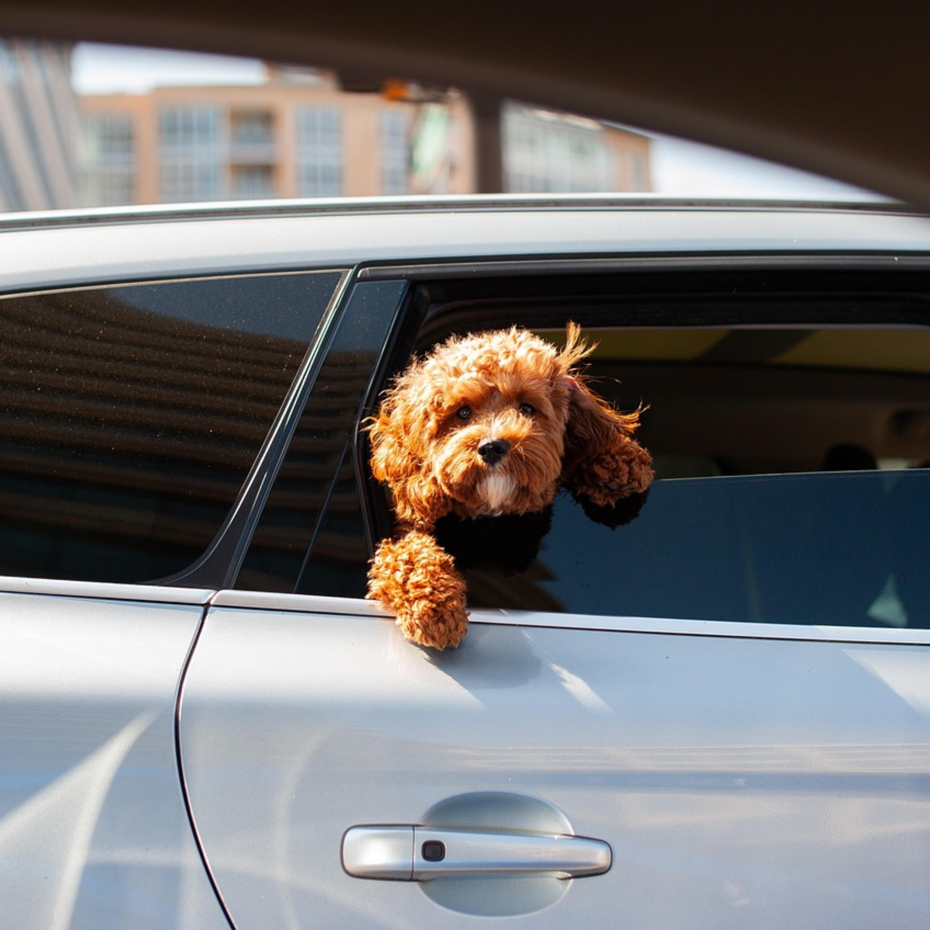 Автомобільна пастка: спека загрожує життю тварин, а власникам — штрафами - фото 1