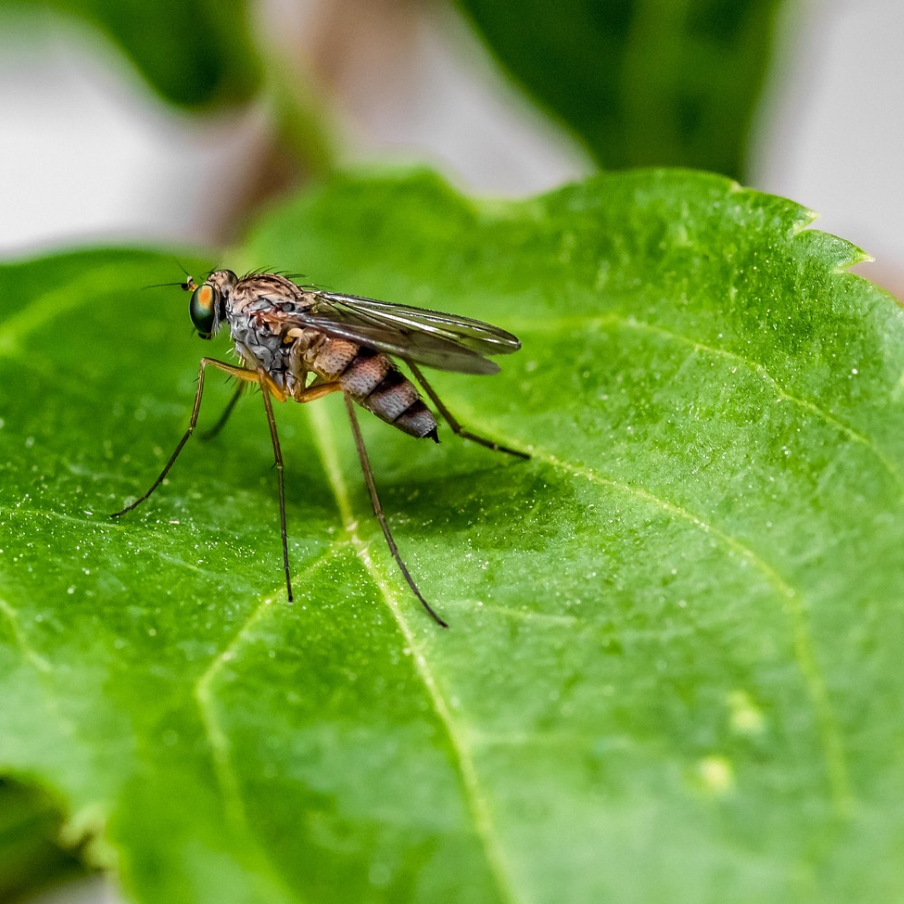 Ці рослини відлякують комарів - фото 1