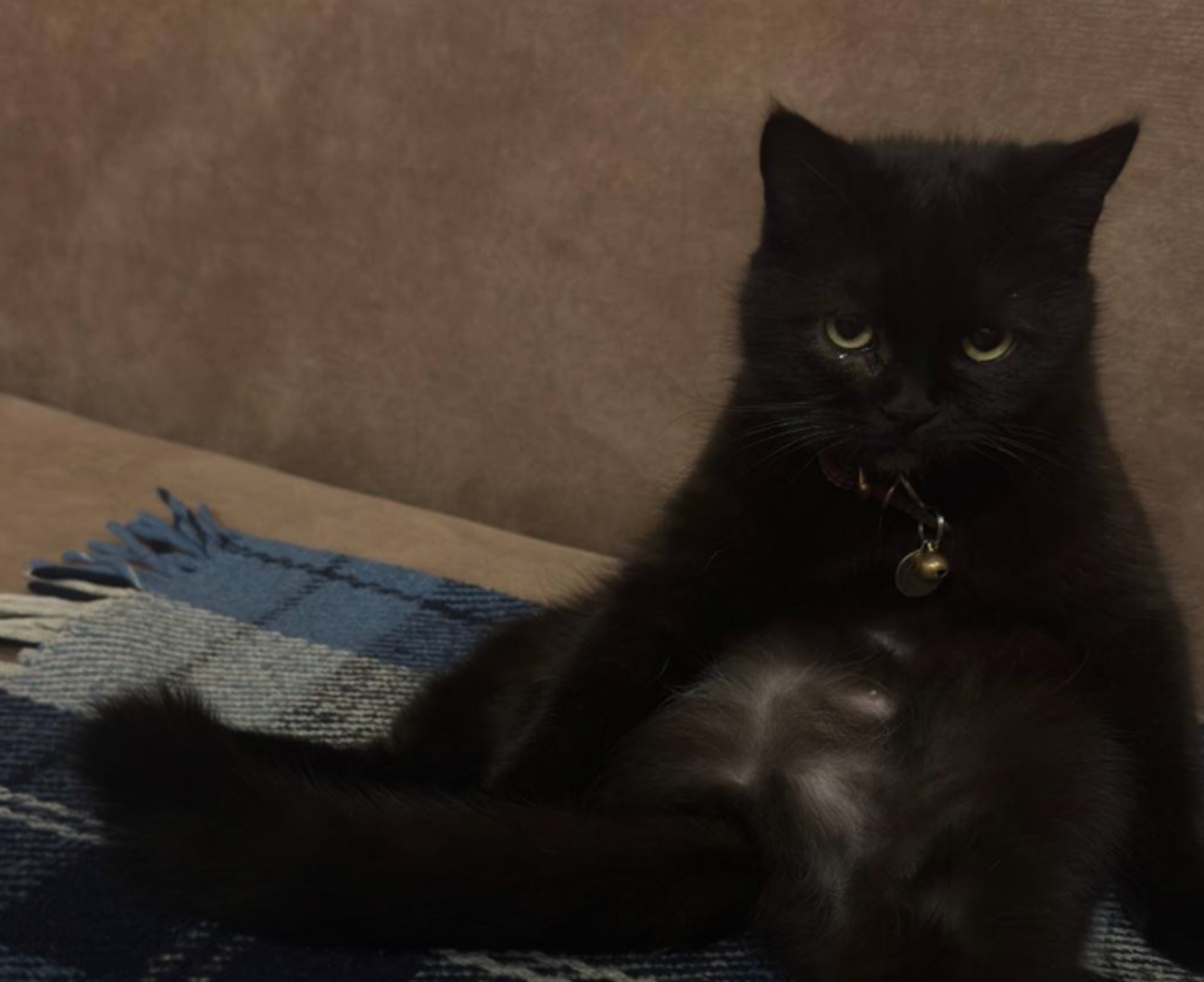 Киця Мавка стала символом підрозділу - фото 1