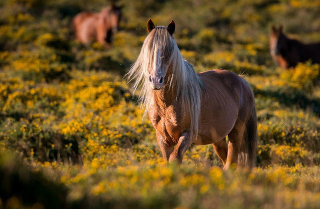Тест, який ви друг: оберіть тварину та дізнайтесь правду - фото 559828