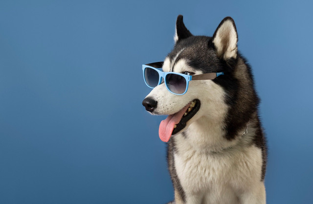 Тест, який ви друг: оберіть тварину та дізнайтесь правду - фото 559830