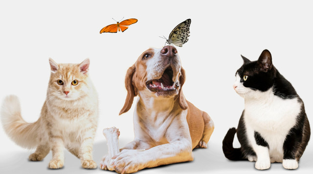 Як коти та собаки уповільнюють старіння мозку: нове дослідження - фото 559920