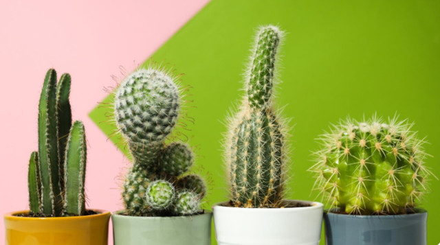 Як правильно доглядати за кактусами - фото 559940