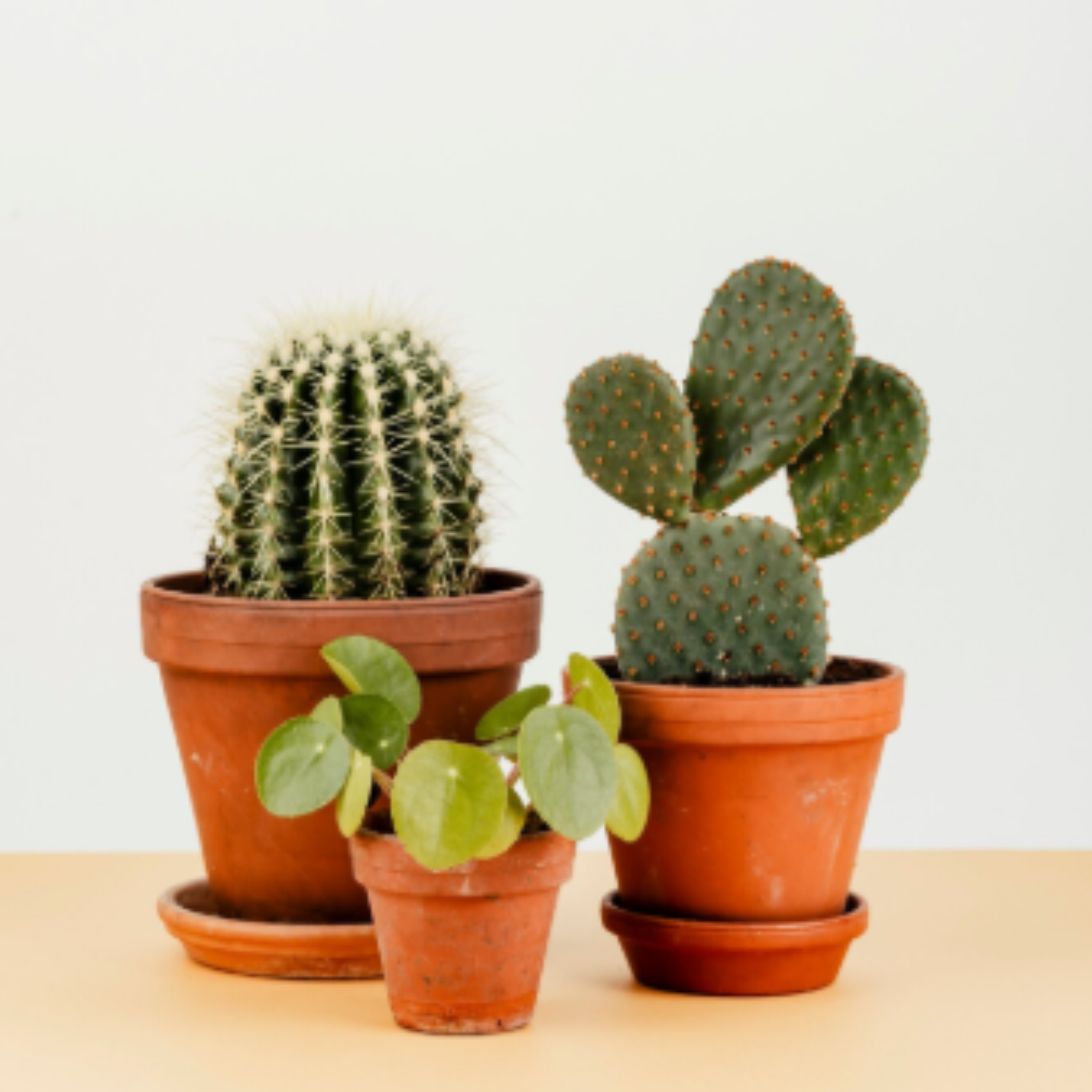 Правила поливу кактусів: догляд після пересадки та сезонні особливості