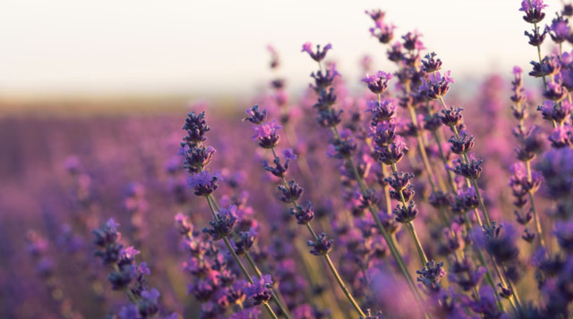 Лаванда відлякує шкідників - фото 560183