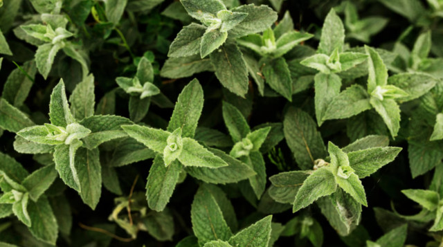 М'ята відлякує шкідників - фото 560184