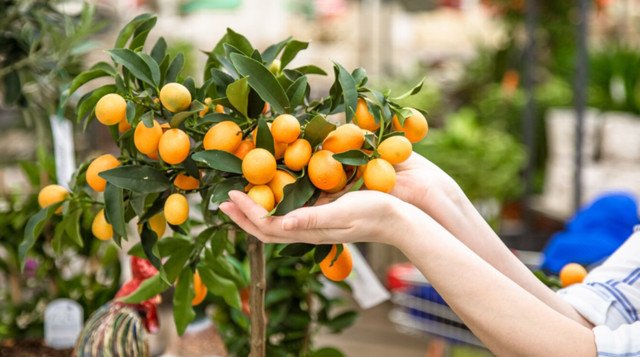 Кумкват Нагамі потребує поливу раз на тиждень - фото 560268