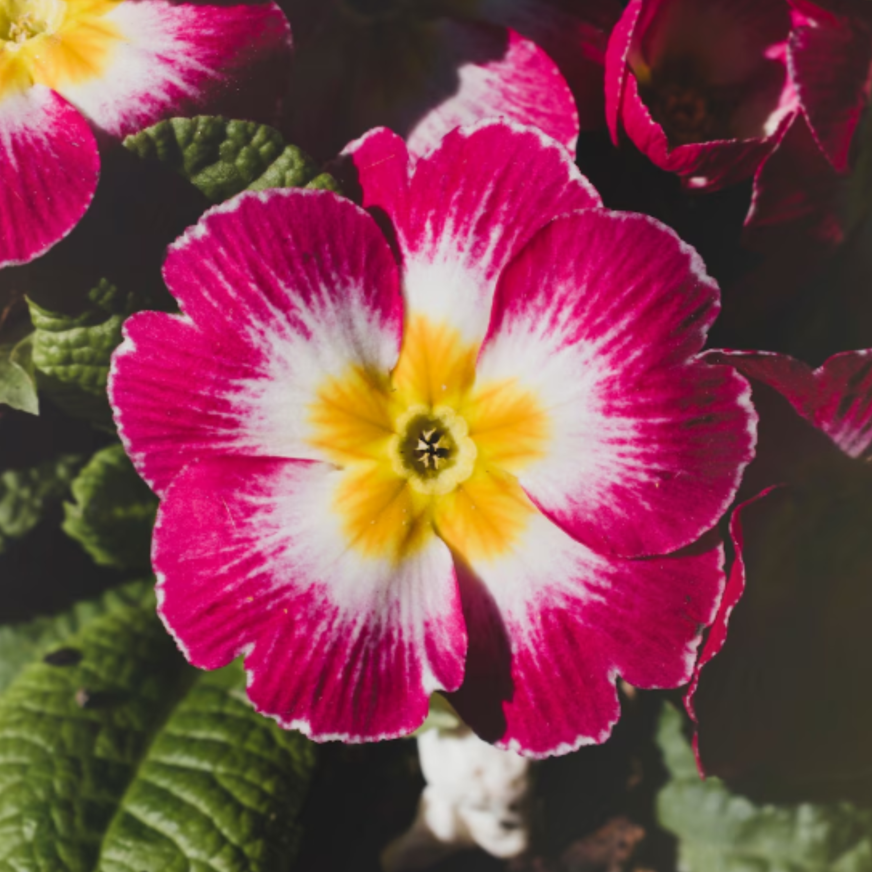 5 кімнатних рослин, які витримають спеку та рідкісний полив