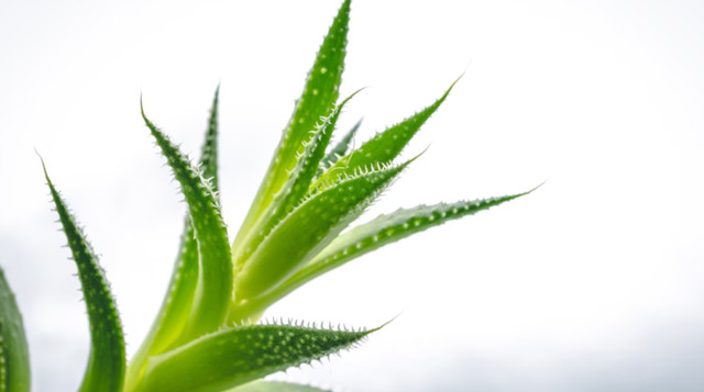 Алое вера - фото 560271