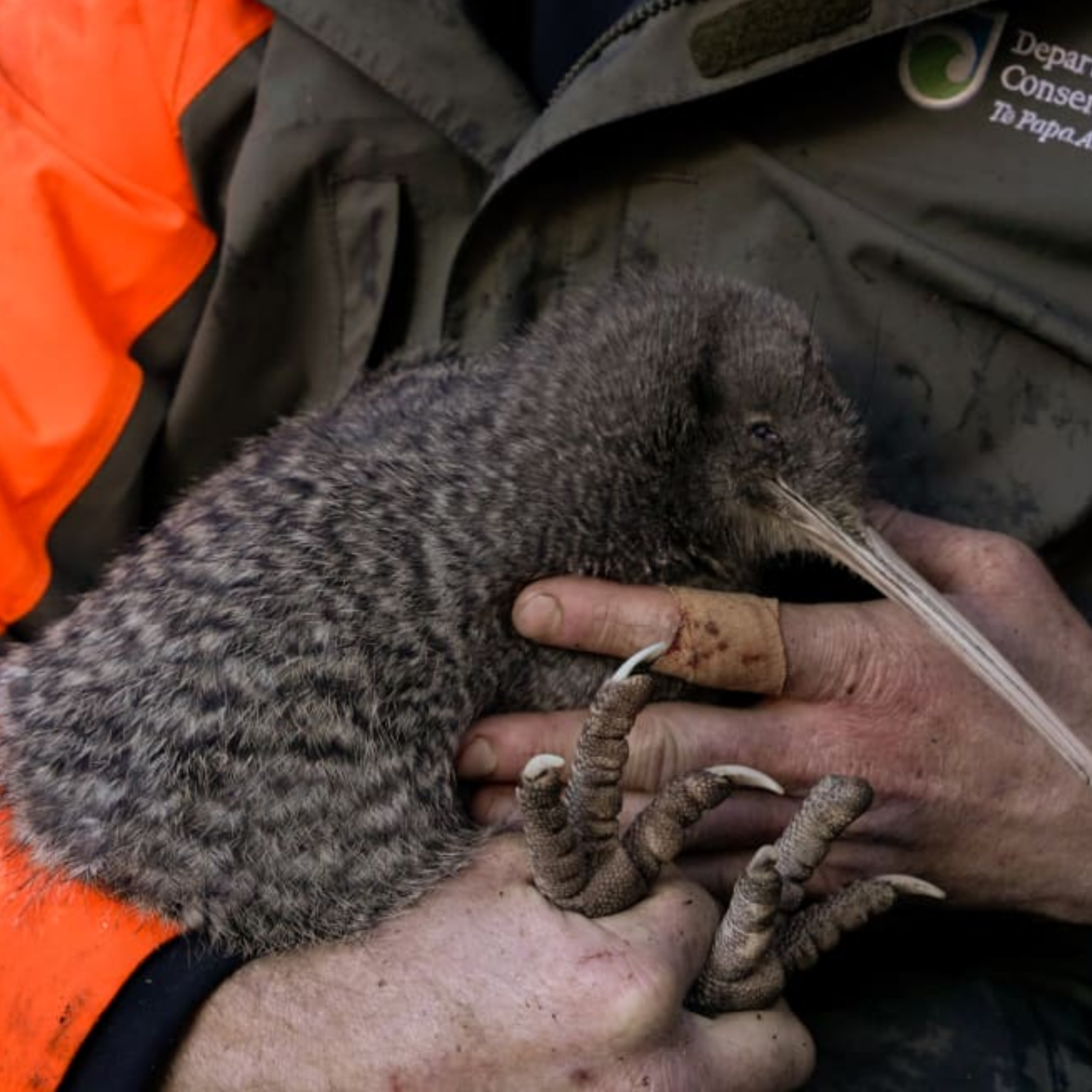 Вченому вдалося зловити самку ківі - фото 1