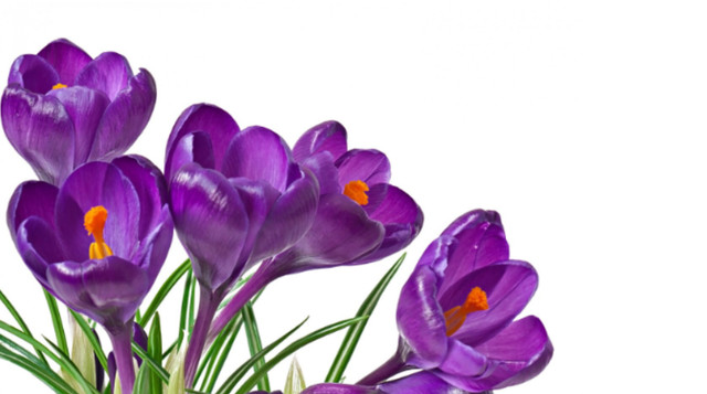 Лютий - Фіалка  - фото 560371