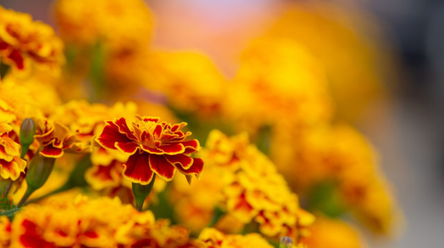 Жовтень - Чорнобривці - фото 560372