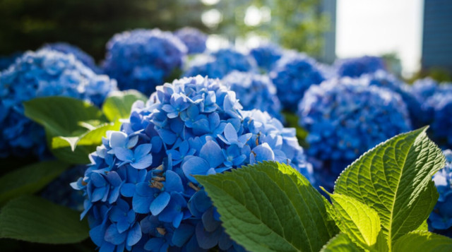 Гортензія несе холод у стосунки - фото 560378