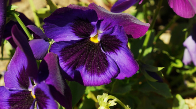 Петунія пригнічує настрій - фото 560380