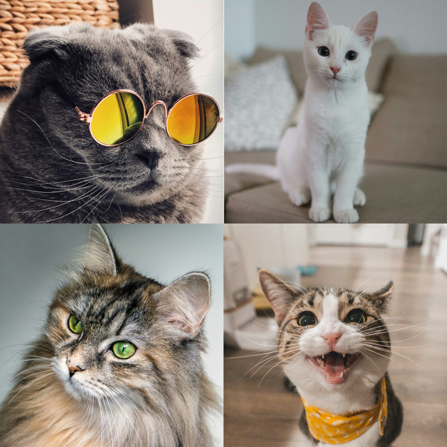 Оберіть котика і відкрийте приховані риси свого характеру: розважальний тест - фото 560494