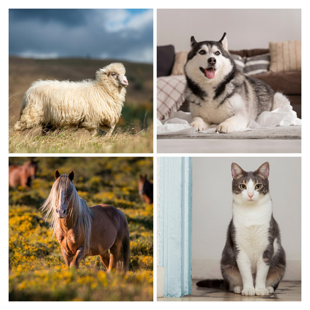 Оберіть тварину на зображенні – і дізнайтесь, яким колегою ви є - фото 560549