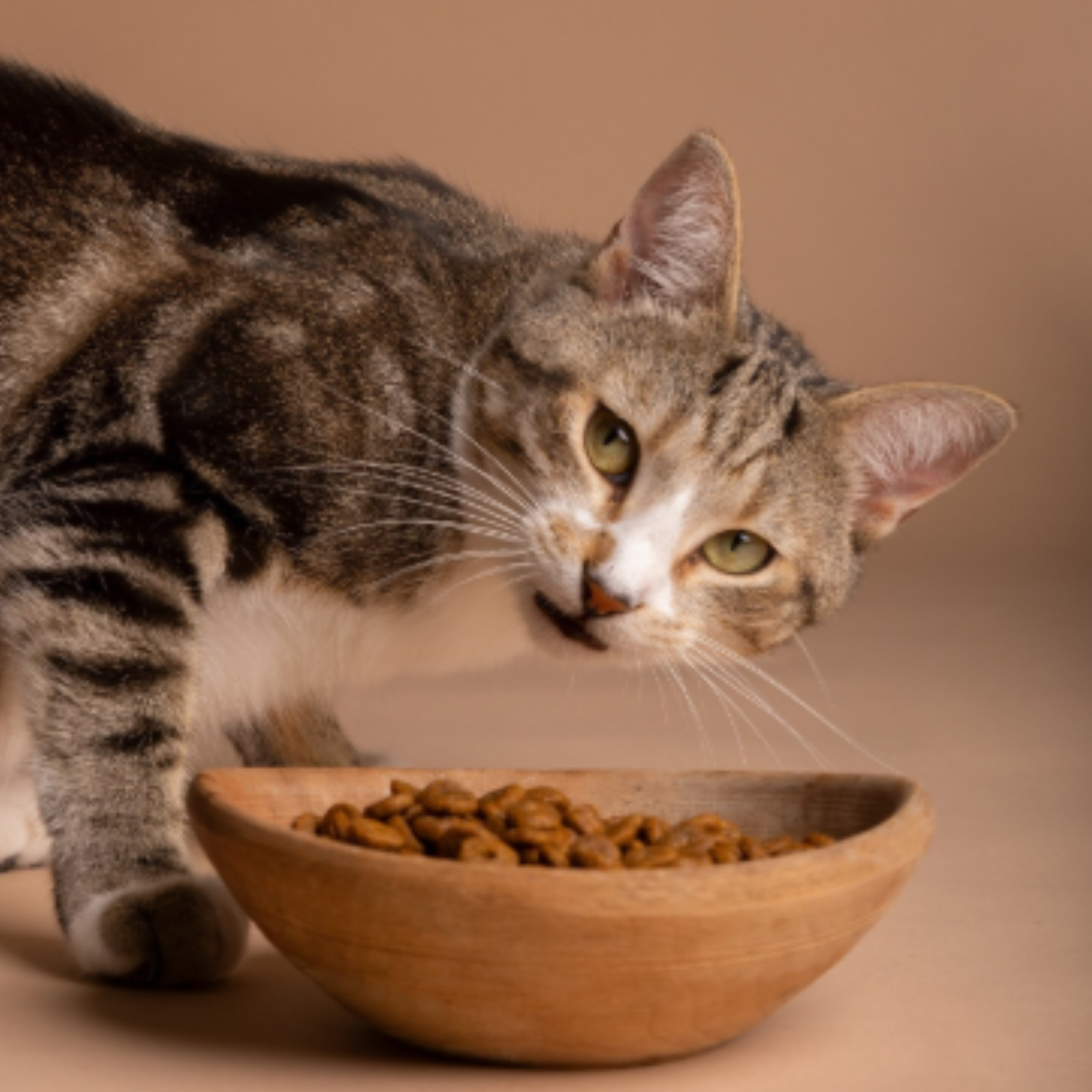 Сухий чи вологий: як вибрати ідеальний корм для вашого кота