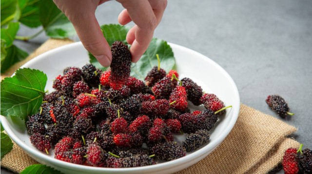 Цвітіння шовковиці припадає переважно на травень - фото 561034