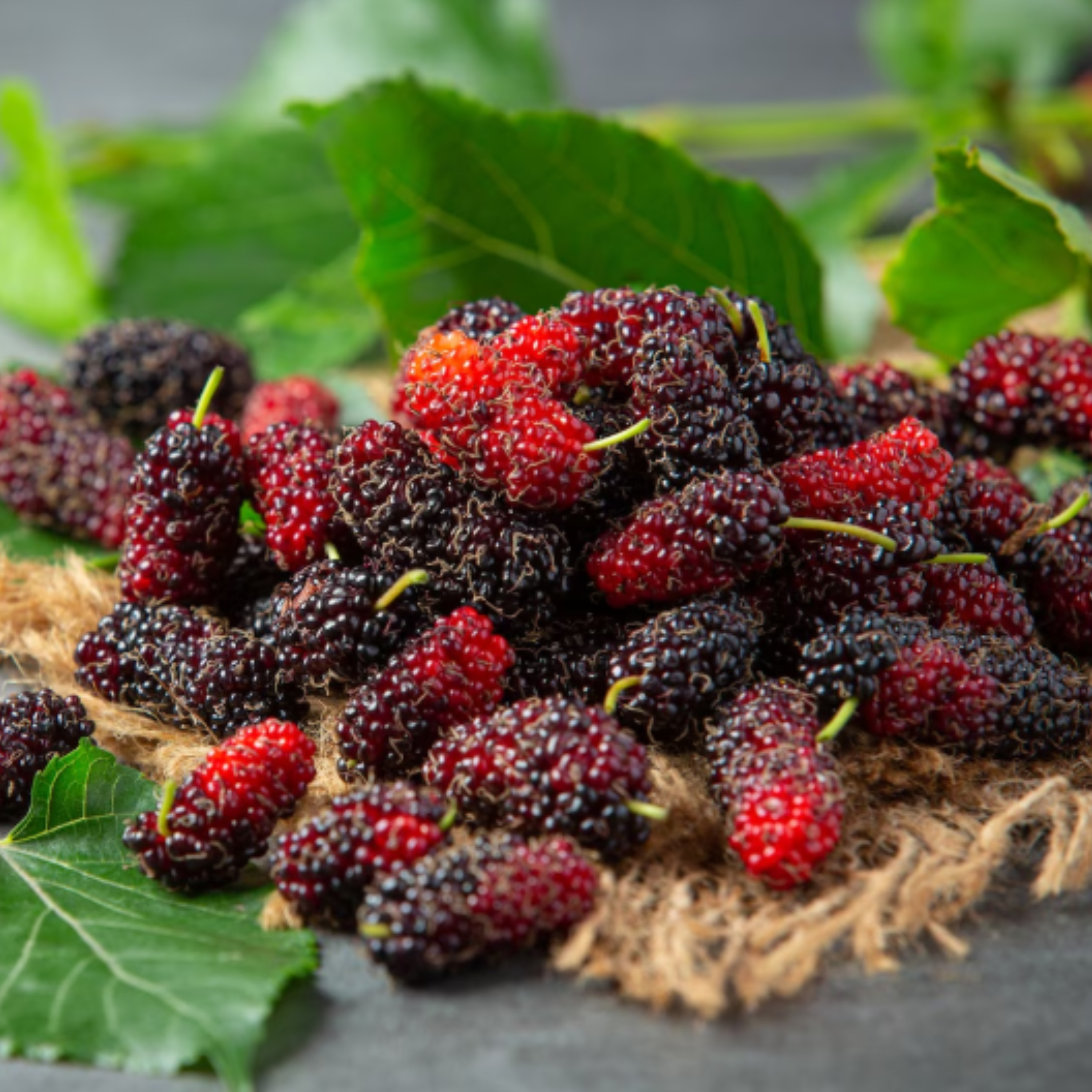 Чай, який знижує цукор: як правильно збирати та сушити листя шовковиці