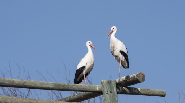 Сарану знищують лелеки - фото 561037
