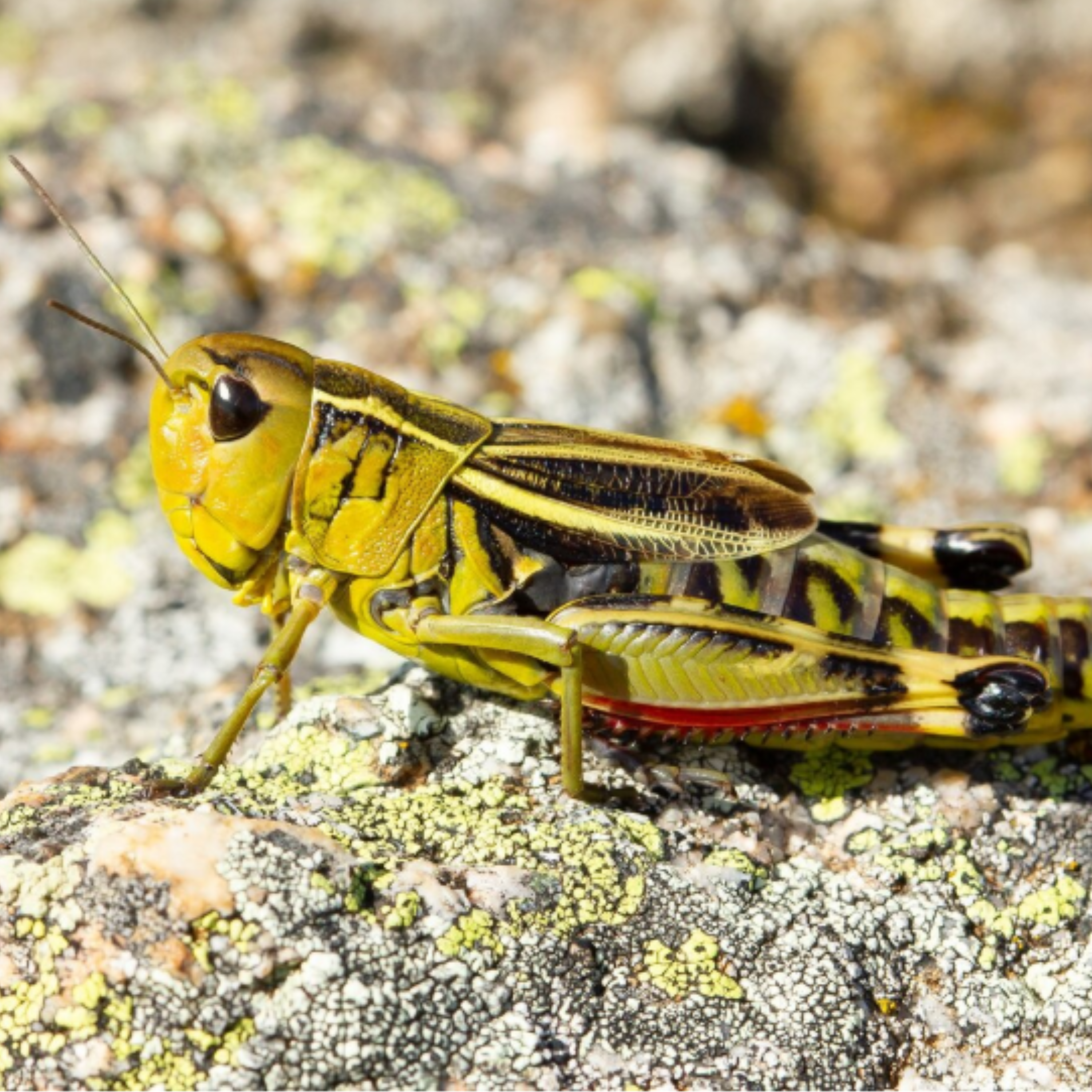 Нашестя сарани в Україні: як боротися зі шкідником