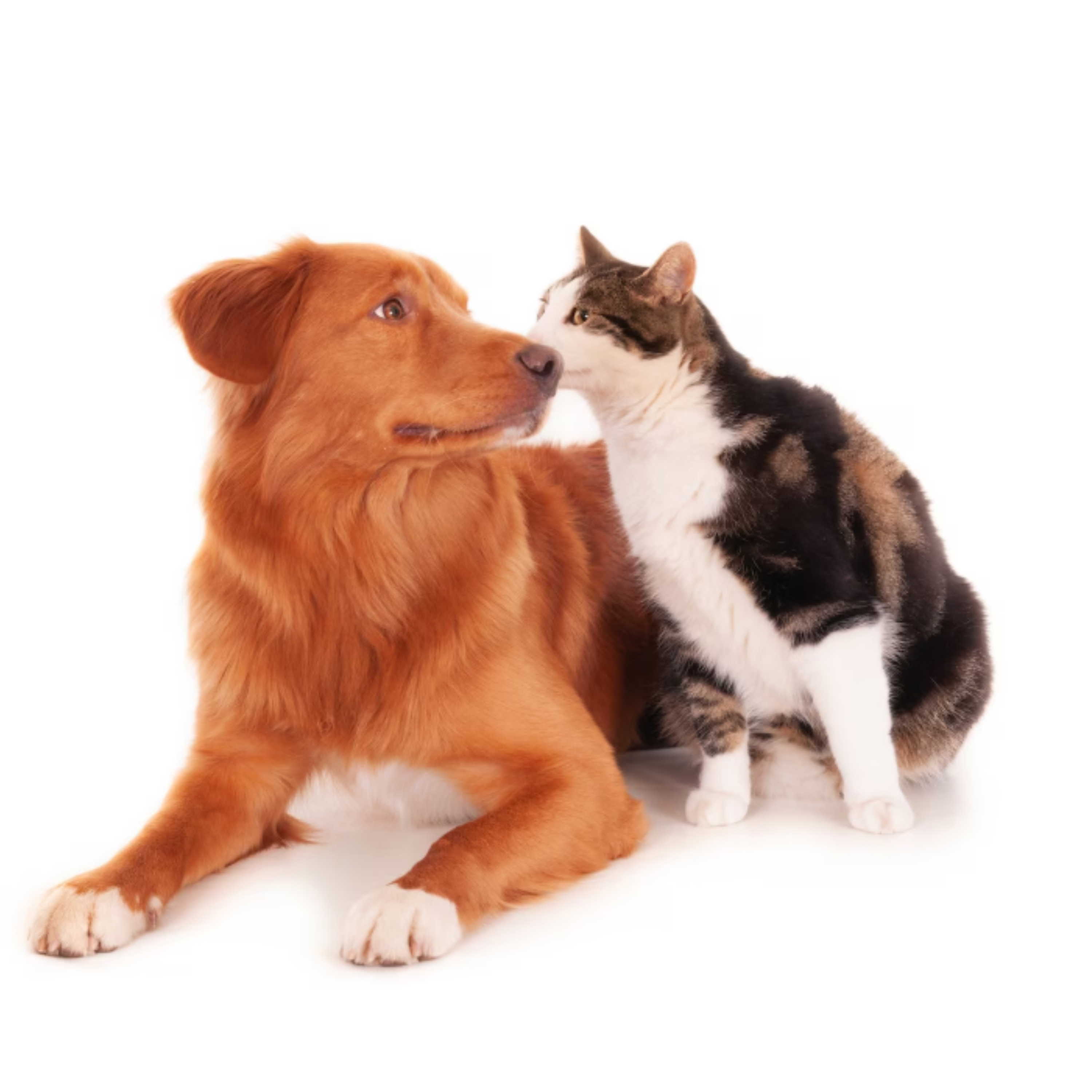 Чому коти й собаки стають схожими одне на одного: результати дослідження