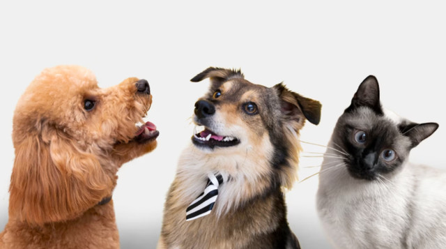 Ми беремо відповідальність за життя та здоров'я тварин - фото 561041